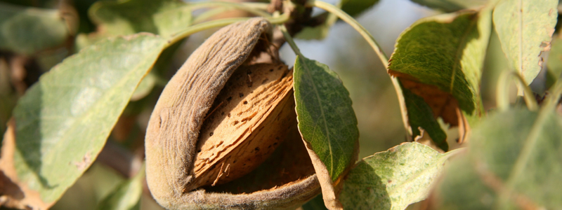 Almond Oil and Almond Body Soap: The Secret to Naturally Radiant, Healthy Skin